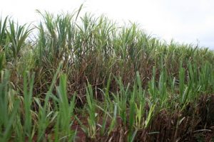 Read more about the article Ethanol Vs Biofuel: What is The Difference?