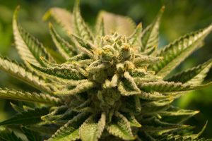 Lawmakers Look to Overhaul State’s Medical Marijuana System