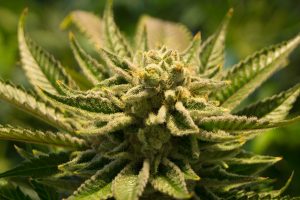 Read more about the article Lawmakers Look to Overhaul State’s Medical Marijuana System