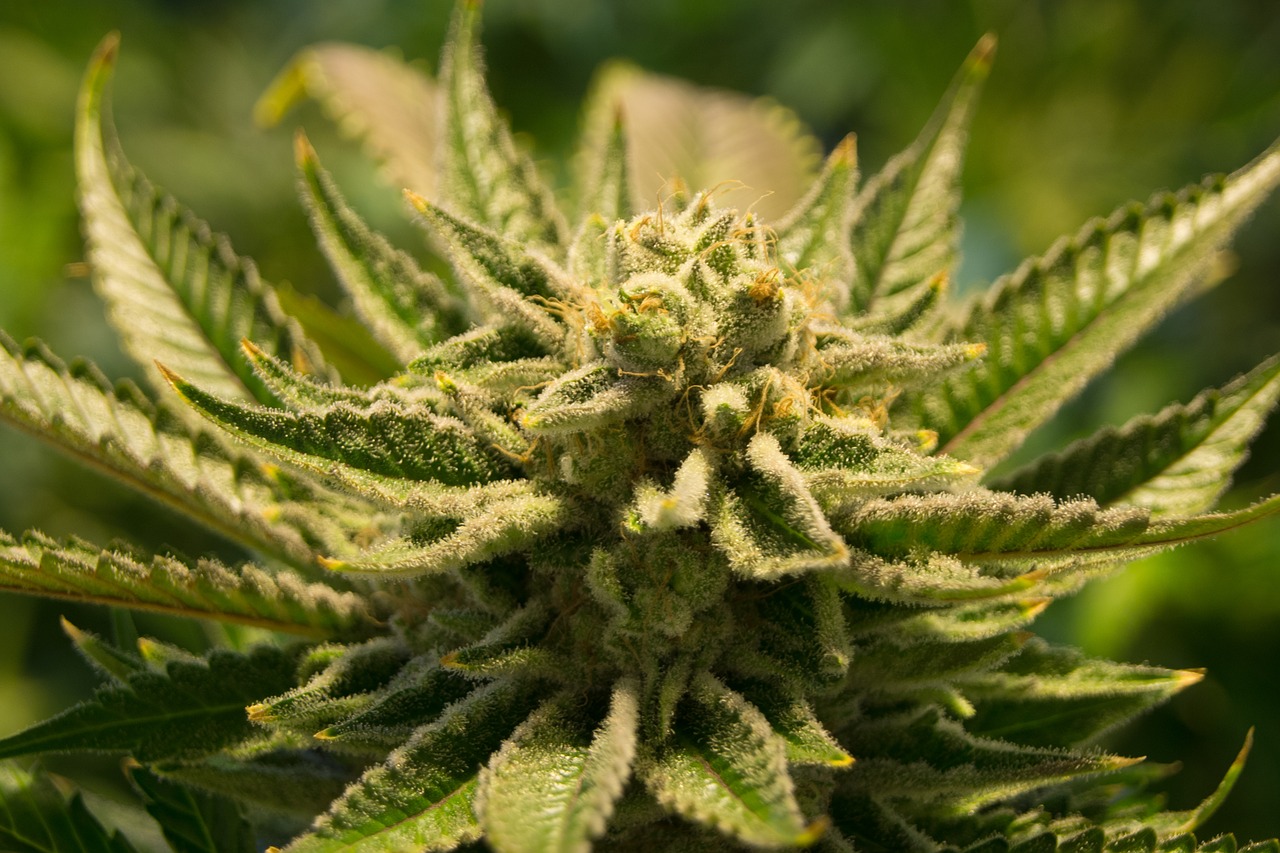 You are currently viewing Lawmakers Look to Overhaul State’s Medical Marijuana System