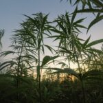 Recreational Marijuana to Become Legal in Ohio