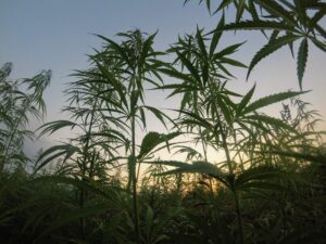 Read more about the article Recreational Marijuana to Become Legal in Ohio