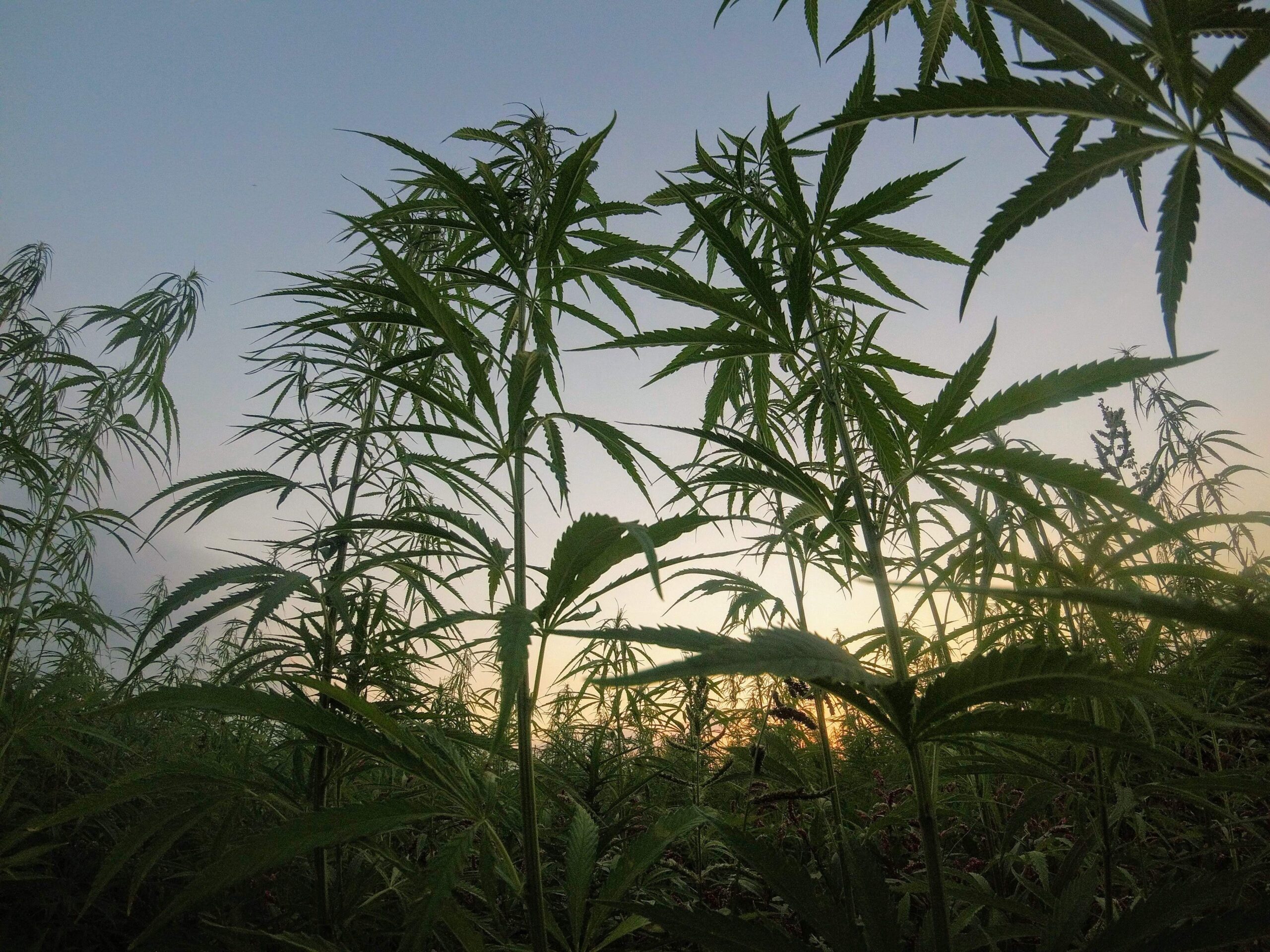 You are currently viewing Recreational Marijuana to Become Legal in Ohio